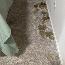 Professional-carpet-cleaning-in-Viera-FL 13