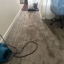 Professional-carpet-cleaning-in-Viera-FL 5