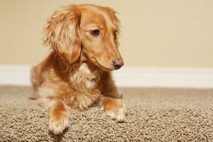Pet Odor & Stain Removal